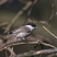 Willow Tit